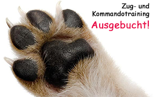 WELPENERZIEHUNG - lernen um dem Hund etwas zu beizubringen