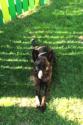 WELPENERZIEHUNG - lernen um dem Hund etwas zu beizubringen