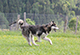 freie Hundeschule Sepp Brugger Land Salzburg
